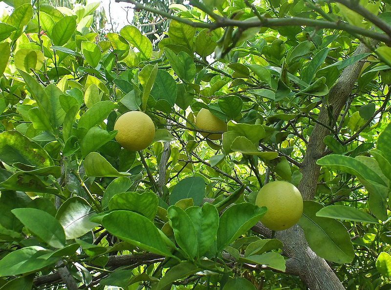 Lime Tree. Credit: The Southwest Florida Store